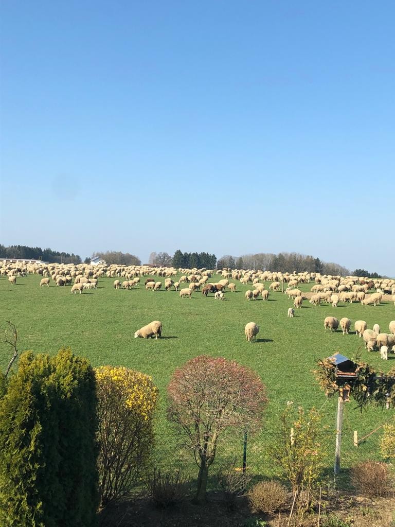 Wiese mit Schafen